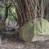 UNIK. Pemerintah Desa Sindangkerta Kecamatan Maja bakal menata lokasi pohon bambu di atas batu sebagai salah satu destinasi wisata religi.