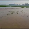 BANJIR: Puluhan hektare sawah di Desa Lojikobong Kecamatan Sumberjaya terendam, akibat luapan sungai Cikamangi dan Cibayawak.