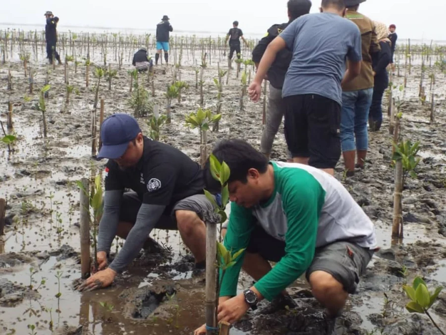 PENGABDIAN LINGKUNGAN. Fahutan Uniku saat menanam ribuan pohon mangrove di Desa Jadimulya, Kecamatan Gunungjati, Kabupaten Cirebon.