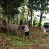 PERIKSA KERBAU. Petugas dari Puskeswan melakukan pengecekan terhadap sejumlah kerbau di Desa Cihirup, Kecamatan Ciawigebang, kemarin (28/1).
