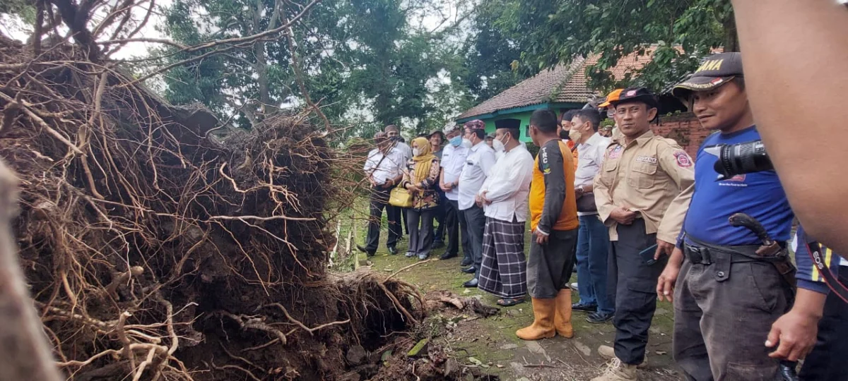 DITINJAU. Bupati Cirebon, Drs H Imron MAg melihat langsung lokasi pohon tumbang di komplek Makam Kramat Talun, kemarin.