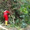 Damkar Bersihkan Material Pohon Bambu