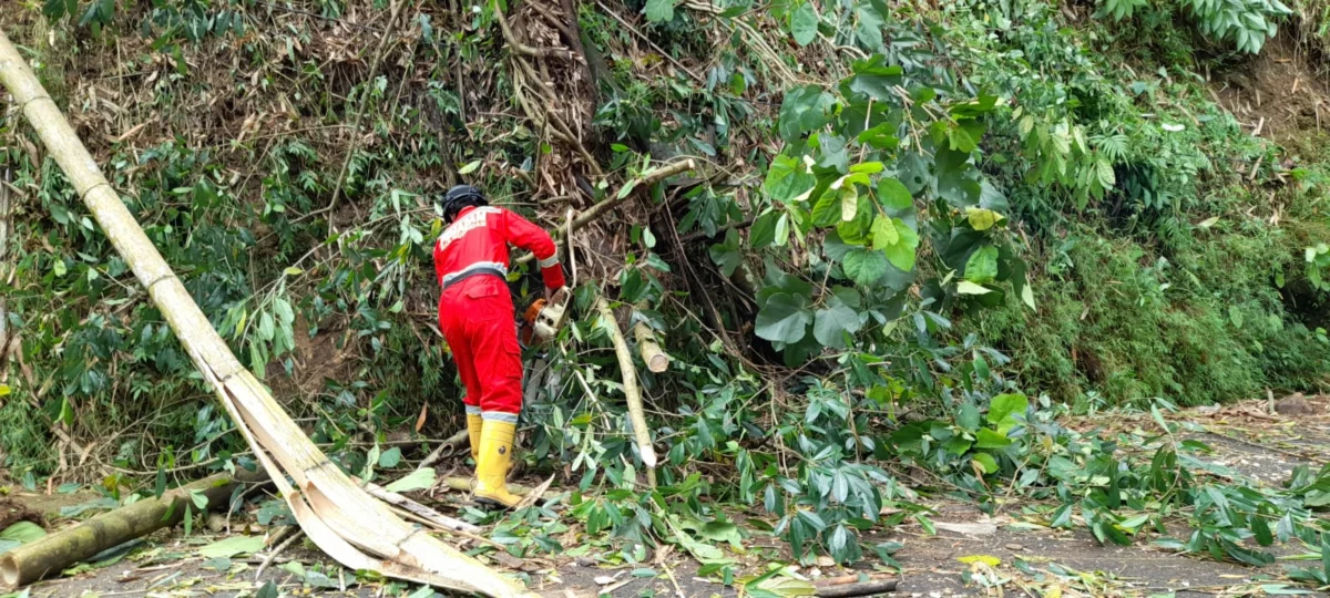 Damkar Bersihkan Material Pohon Bambu