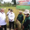 PADI DEMPLOT. Bupati H Acep Purnama menghadiri panen raya padi organik bersama Kelompok Tani Alam Makmur Desa Kertayasa, Kecamatan Sindangdaung, kemarin (9/2).