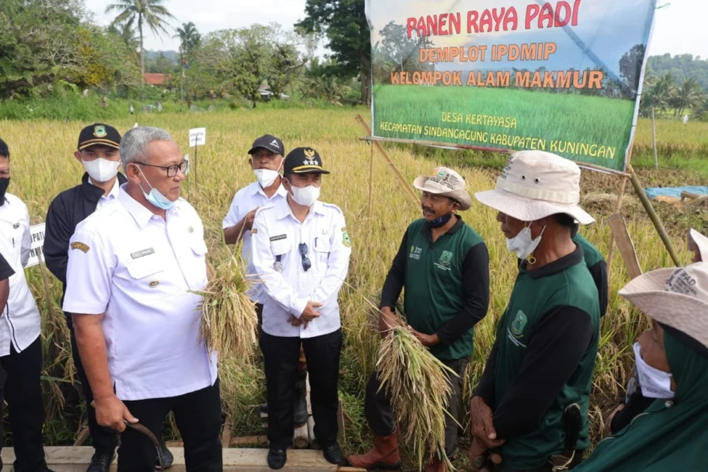 PADI DEMPLOT. Bupati H Acep Purnama menghadiri panen raya padi organik bersama Kelompok Tani Alam Makmur Desa Kertayasa, Kecamatan Sindangdaung, kemarin (9/2).