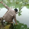 PENDAMPINGAN. Petugas UPTD Perikanan Kecamatan Kertasemaya memeriksa kondisi ikan gurame yang dibudidaya di salah satu kolam warga. Tercatat ada enam kelompok yang masing-masing beranggotakan sepuluh orang.