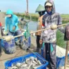 MELIMPAH. Petambak di Desa Wanantara, Kecamatan Sindang, Kabupaten Indramayu memanen ikan Nila salin. Para petambak mampu menghasilkan ikan konsumsi sebanyak 1.440 ton per tahun.