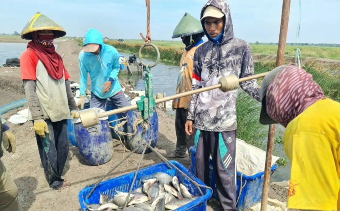 MELIMPAH. Petambak di Desa Wanantara, Kecamatan Sindang, Kabupaten Indramayu memanen ikan Nila salin. Para petambak mampu menghasilkan ikan konsumsi sebanyak 1.440 ton per tahun.