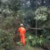 EVAKUASI. Petugas mencoba menangani pohon tumbang di salah satu dari tiga lokasi, karena intensitas hujan yang cukup tinggi, Sabtu (5/3).