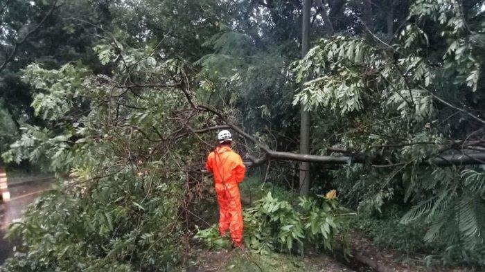 EVAKUASI. Petugas mencoba menangani pohon tumbang di salah satu dari tiga lokasi, karena intensitas hujan yang cukup tinggi, Sabtu (5/3).