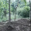 OKSIGEN. JAF melalui Perhutana menjual kavling untuk hutan adat kota seluas 8 hektare di wilayah Desa Jatisura Kecamatan Jatiwangi.