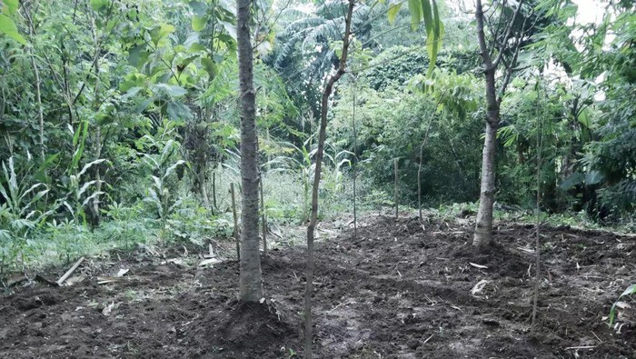 OKSIGEN. JAF melalui Perhutana menjual kavling untuk hutan adat kota seluas 8 hektare di wilayah Desa Jatisura Kecamatan Jatiwangi.