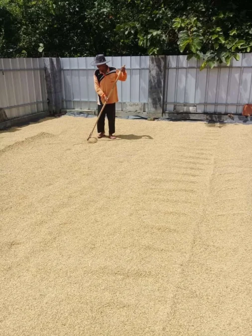 PASCAPANEN. Petani menjemur padi hasil panen awal tahun ini. Pemerintah menjamin stok beras hingga Idul Fitri tahun ini masih aman.