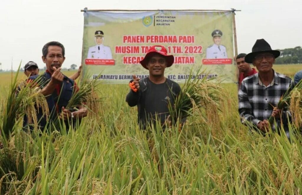 PERDANA. Produksi padi di Kecamatan Anjatan berdasarkan pengubinan hasilnya diklaim melampaui rata-rata produksi padi per hektaree di Kabupaten Indramayu.
