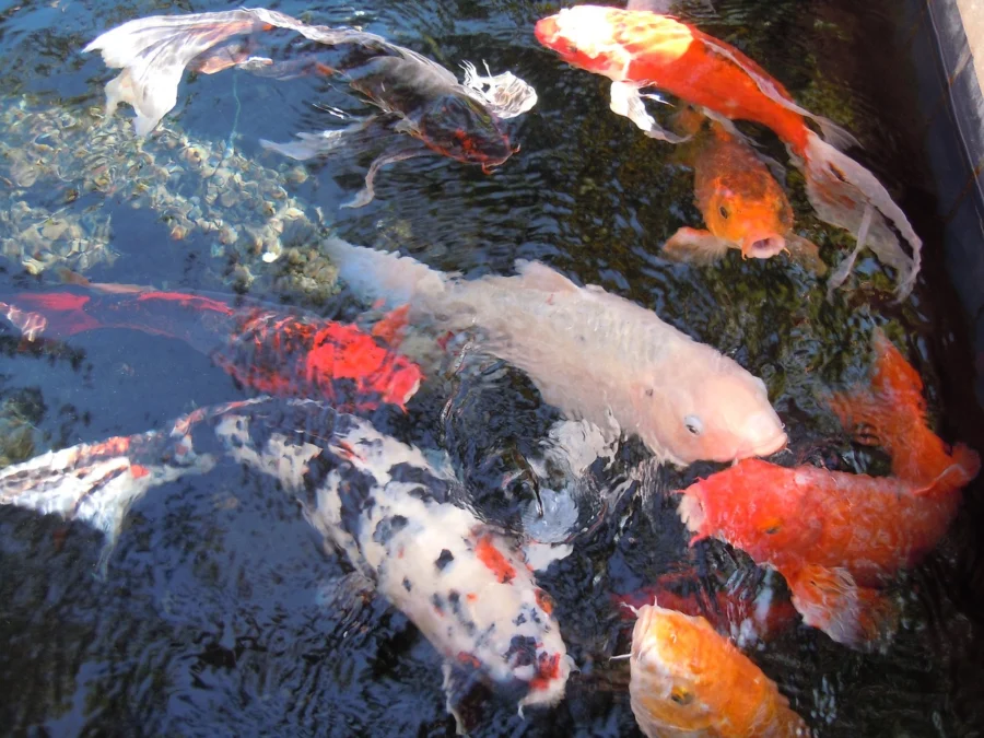 Tips Budidaya Ikan yang Benar untuk Pemula