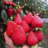 Menarik ! 10 Manfaat Buah Strawberry Untuk Kesehatan Dan Kandungan Nutrisinya