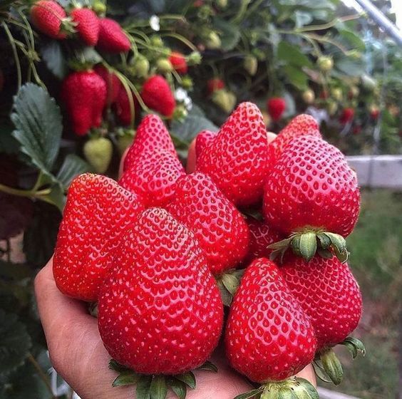 Menarik ! 10 Manfaat Buah Strawberry Untuk Kesehatan Dan Kandungan Nutrisinya