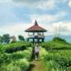 Tempat Healing di Bandung !! Wisata Nimo Highland yang Estetik, Ketinggian 1400 mdpl