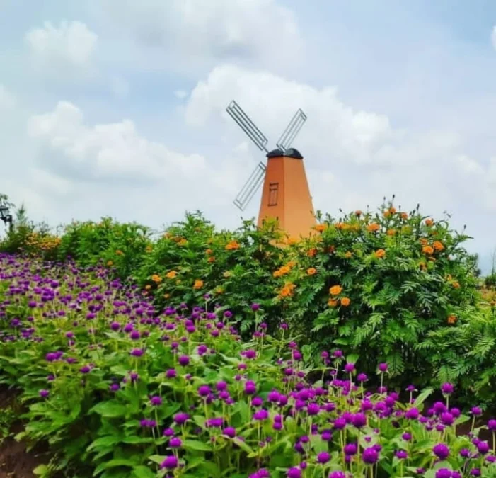 Wisata Taman Bunga Celosia Kuningan