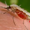 Cara pencegahan gigigtan Nyamuk Anopheles yang bisa sebabkan malaria