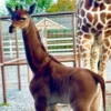 Aneh ! Jerapah Tanpa Corak Lahir di Kebun Binatang Amerika Serikat