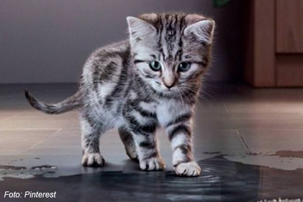 10 Fakta Unik Kucing Pasti Bikin Mengejutkan, Pemilik Kucing Wajib Tahu !