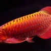Ikan Hias Predator Air Tawar yang Biasa Dipelihara Di Aquarium Salah Satunya Ada yang Berasal dari Indonesia Dengan Harga yang Fantastis