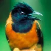 Burung Beracun Bernama Hooded Pitohui Tidak Direkomendasikan Untuk Dipelihara, Inilah 5 Fakta Tentang Jenis Burung Beracun Bernama Hooded Pitohui