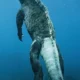 Simak 5 Fakta Iguana Galapos, Satu – satunya Kadal yang Suka Berada di Lautan