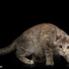 Kamu Perlu Tahu ! 6 Ciri-Ciri Kucing Rabies, Salah Satunya Menjadi Agresif