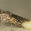 6 Jenis Serangga yang Memiliki Racun dan Berbahaya di Dunia, Patut Diwaspadai !