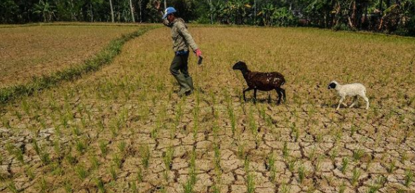 Mengerikan Panas Mendidih & Kemarau Panjang 63% Wilayah Sudah Masuk Siap Hadapi El Nino