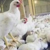 5 Jenis Ayam Pedaging yang Biasa Dikonsumsi, Ada yang Dari Indonesia juga