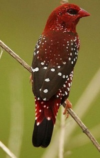 Sangat Cantik, 5 Jenis Burung Pipit yang Digemari di Indonesia