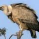 Bahaya dan Terancam, 5 Jenis Burung Bangkai yang Hampir Punah