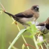 Biasa Menjadi Burung Kicau, 5 Jenis Burung Pemakan biji – bijian