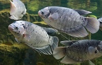 Bisa Menjadi Bisnis, 6 Jenis Ikan Konsumsi Biasa Dibudidayakan