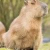 Kaget Kapibara Sebagai Hewan Tersantai di Dunia Masbro Nomor 1