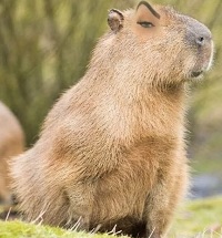 Kaget Kapibara Sebagai Hewan Tersantai di Dunia Masbro Nomor 1