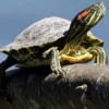 6 Jenis kura - Kura yang Bisa Dipelihara, Ada yang Berharga Sampai berjuta – Juta