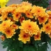 5  Jenis Bunga yang Cocok Ditanam Di Depan Rumah, Terlihat Berwarna dan Indah