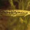  5 Jenis Ikan Predator yang Bisa Hidup Tanpa Aerator, Sangat Mudah dan Juga Tidak Ribet Dalam Memeliharanya