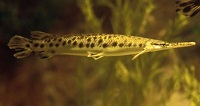  5 Jenis Ikan Predator yang Bisa Hidup Tanpa Aerator, Sangat Mudah dan Juga Tidak Ribet Dalam Memeliharanya