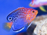 Eksotis, 5 Jenis Ikan Dwarf Angelfish yang Bisa Dipelihara pada Aquarium Air Laut,