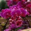 5 Fakta Menarik Bunga Anggrek Salah Satunya Punya Umur Panjang