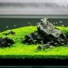 Terlihat Indah, 5 Jenis Tanaman Karpet Aquascape yang Membuat Aquarium Kamu Semakin Indah dan Terlihat Seperti Padang Rumput