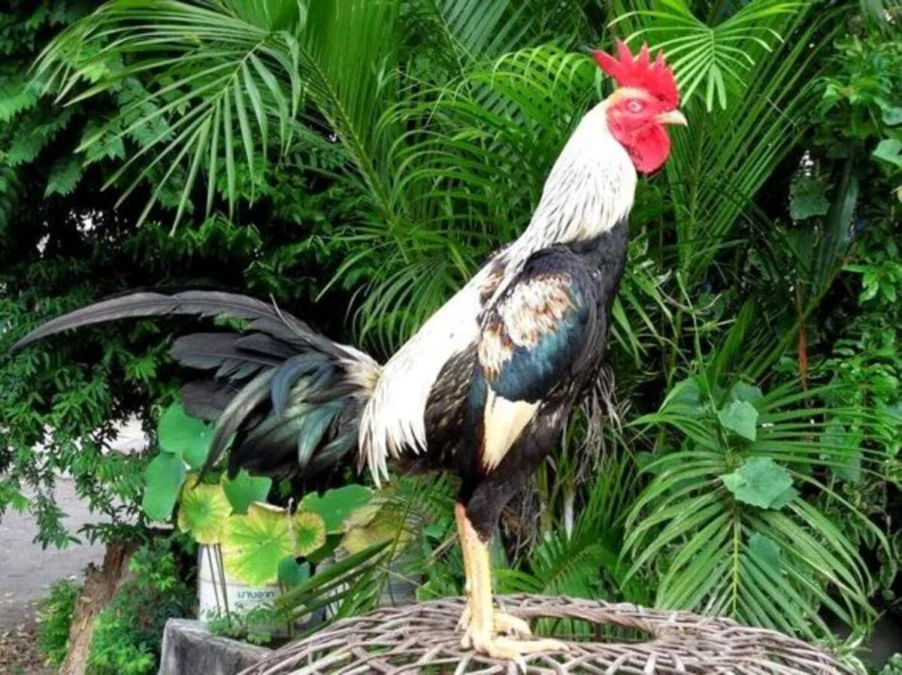 6 Jenis Ayam Petarung Yang Dengan Mudah Kamu Pelihara Di Rumah
