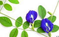 5 Jenis Bunga Yang Bermanfaat Untuk Manusia, dan Berguna Sebagai Obat Untuk Menambah Kesehatan Manusia