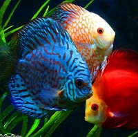 Sangat Cantik, 5 Jenis Ikan Discus Paling indah dan Sering Dipelihara Oleh Penghobi Ikan Hias