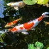 5 Jenis Ikan yang Bisa DIpelihara di Kolam, Sehingga Kolam Akan Lebih Berwarna